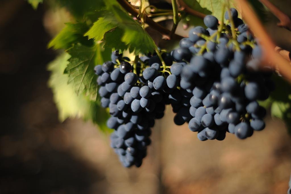 Agriturismo Tenuta Conti Faina Fratta Todina Phòng bức ảnh